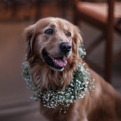 Searches for dog ring bearer increases