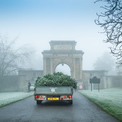 Green Christmas Tree Recycling Scheme available at Blenheim Palace