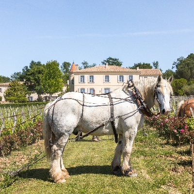 Honeymoon News: Château Troplong Mondot is celebrating 30 years of alternative cultivation