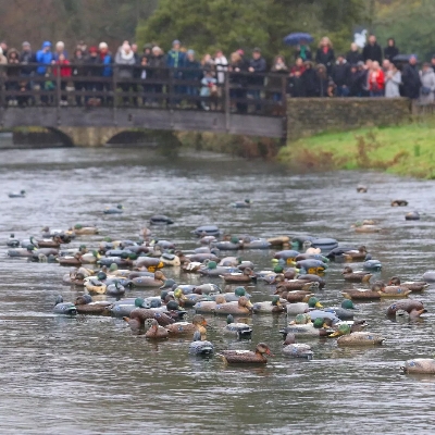 Wedding News: The Bibury Duck Race set to take place on Boxing Day