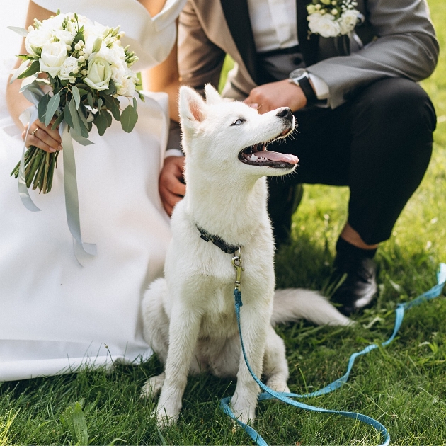 white dog on lead held by bride and groom