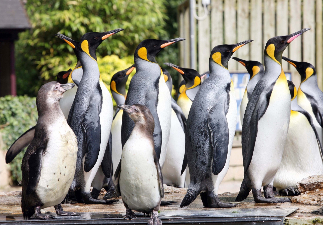 Penguins at Birdland