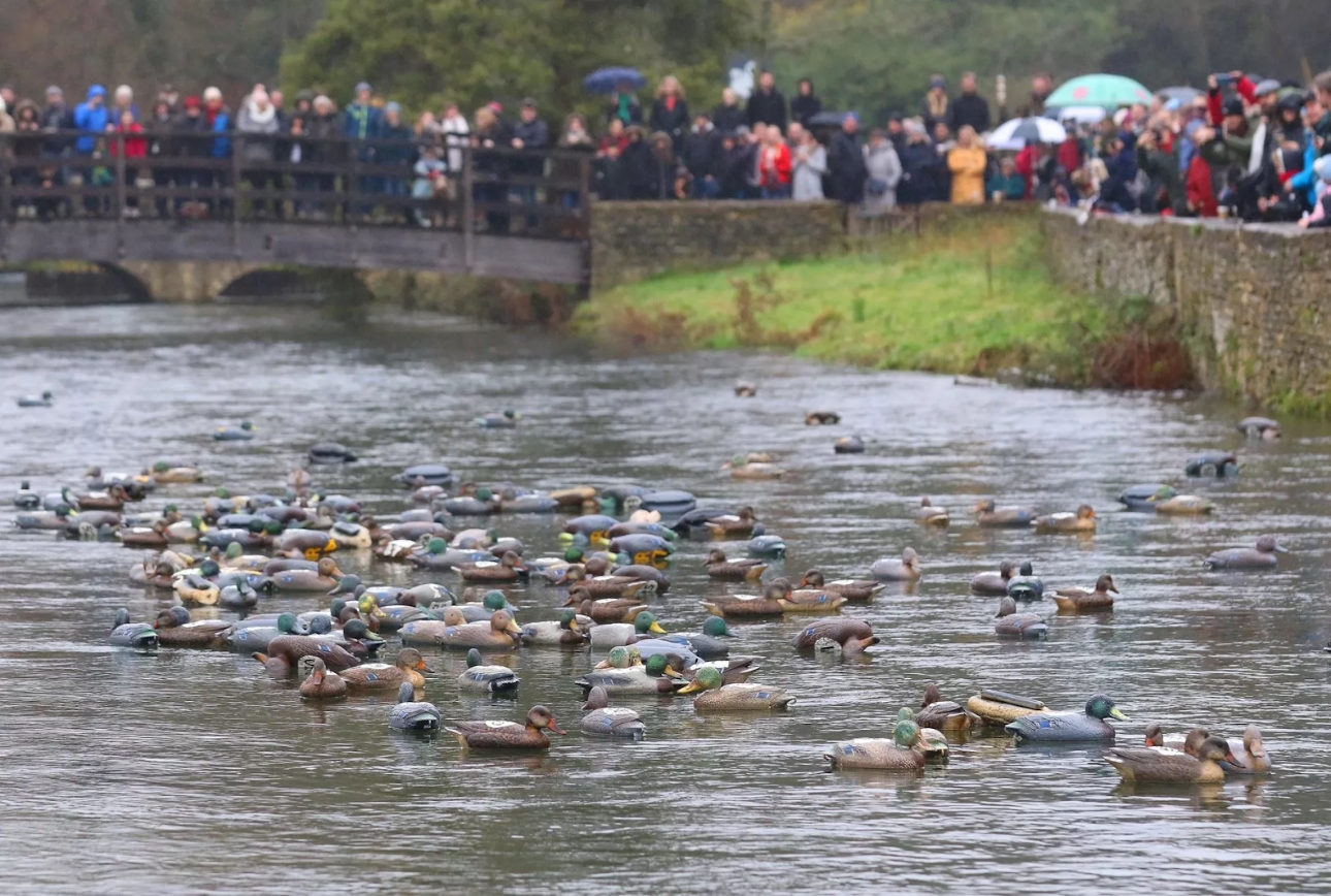 The Bibury Duck Race