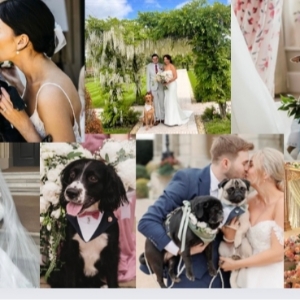 Walkies and Weddings By Ellis