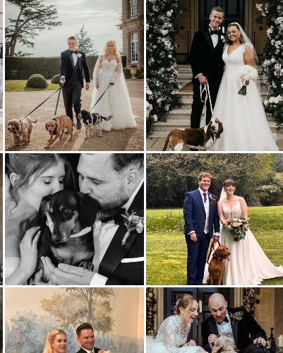 Walkies and Weddings By Ellis